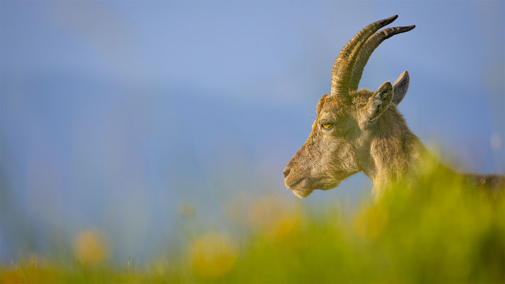Alpensteinbock, momente-der-schoepfung.ch