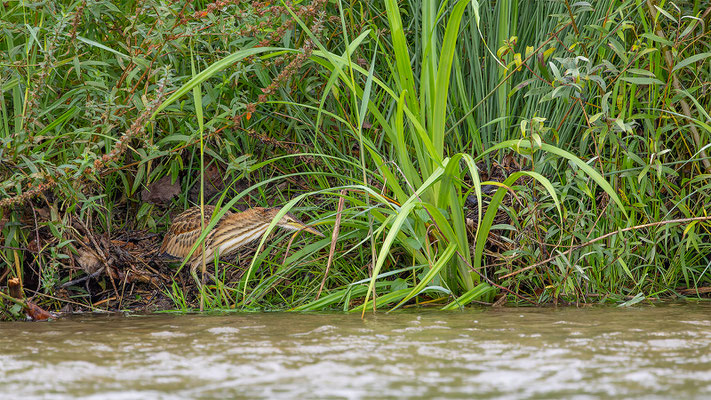 Zwergdommel, momente-der-schoepfung.ch