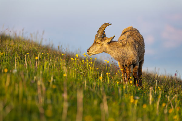 Alpensteinbock, momente-der-schoepfung.ch