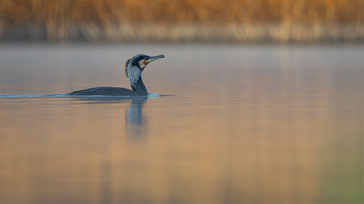 Kormoran, momente-der-schoepfung.ch