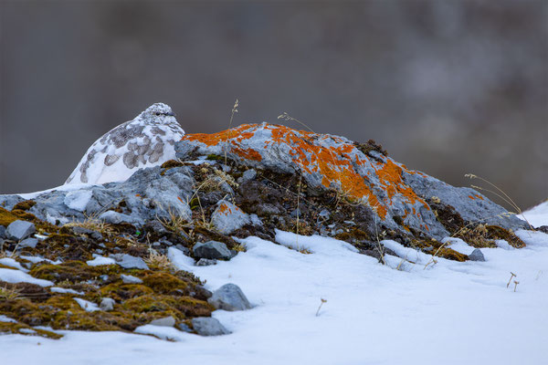Alpenscheehuhn, momente-der-schoepfung.ch