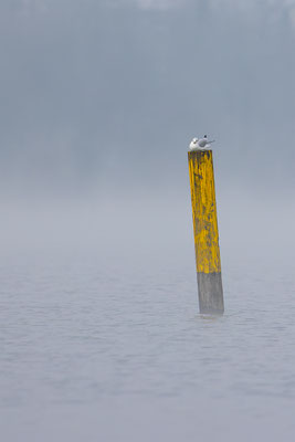 Möwen, momente-der-schoepfung.ch