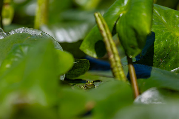 Teichfrosch, momente-der-schoepfung.ch