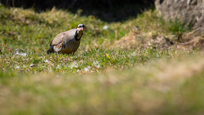 Steinhuhn, momente-der-schoepfung.ch