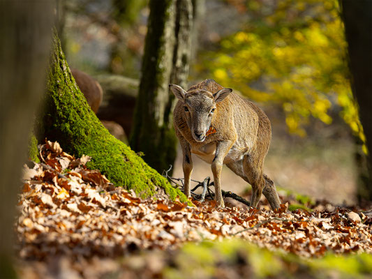 Mufflon, Tierpakt Arth Goldau, momente-der-schoepfung.ch