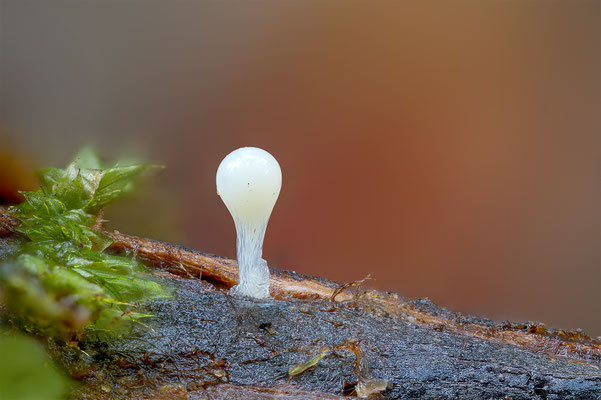 Myxomyceten Schleimpilz, mit Schimmelpilz, ABM3:1, momente-der-schoepfung.ch