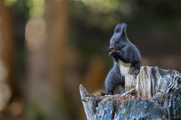 Eichhörnchen, momente-der-schoepfung.ch