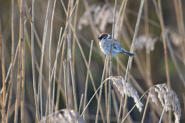 Feldspatz, momente-der-schoepfung.ch