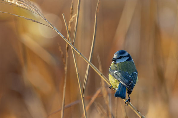 Blaumeise, momente-der-schoepfung.ch