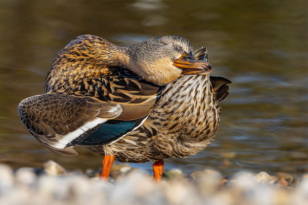 Stockente, momente-der-schoepfung.ch
