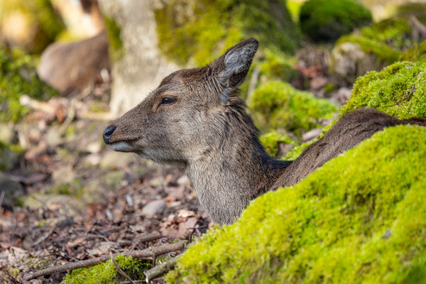 Mufflon, Tierpakt Arth Goldau, momente-der-schoepfung.ch