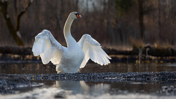 Höckerschwan, momente-der-schoepfung.ch