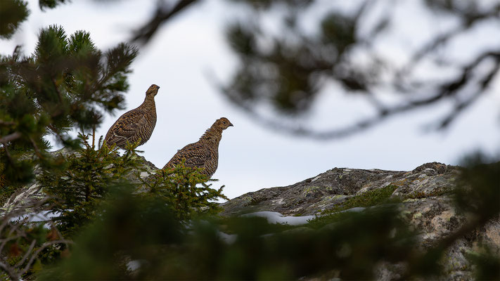 Birkhuhn, momente-der-schoepfung.ch