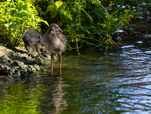 Teichhuhn, Zürcher Zoo, momente-der-schoepfung.ch