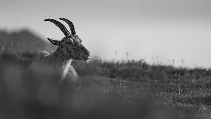 Alpensteinbock, momente-der-schoepfung.ch