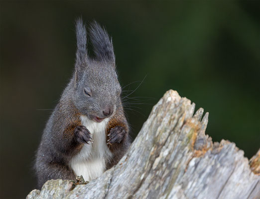 Eichhörnchen, momente-der-schoepfung.ch