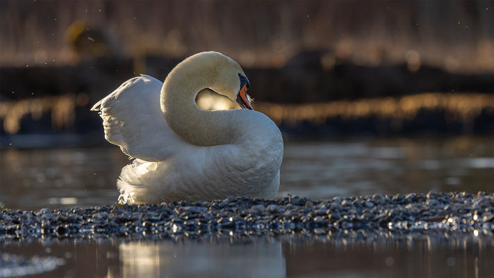 Höckerschwan, momente-der-schoepfung.ch