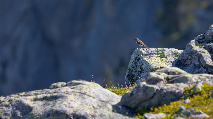 Bergpieper, momente-der-schoepfung.ch