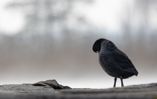 Blässhuhn, momente-der-schoefpung.ch