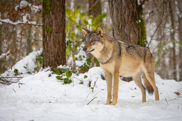 Wolf, momente-der-schoepfung.ch