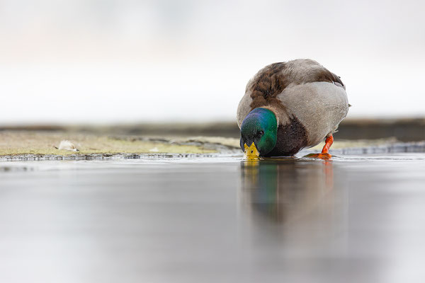 Stockente, momente-der-schoepfung.ch