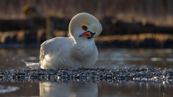 Höckerschwan, momente-der-schoepfung.ch