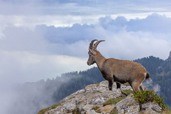 Alpensteinbock, momente-der-schoepfung.ch