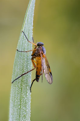 Schnepfenfliege, ABM1:1, momente-der-schoepfung.ch