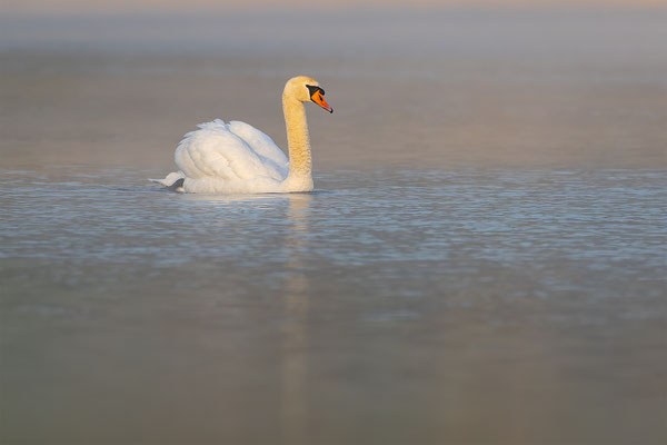 Höckerschwan, momente-der-schoepfung.ch
