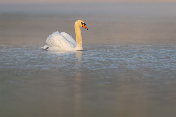 Höckerschwan, momente-der-schoepfung.ch