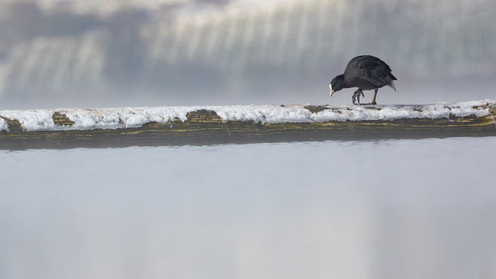 Blässhuhn, momente-der-schoefpung.ch
