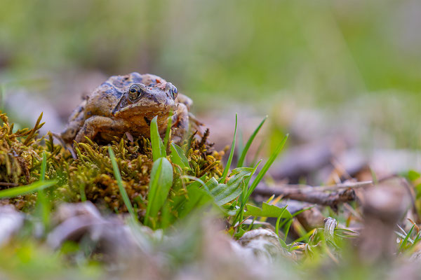 Grasfrosch, momente-der-schoepfung.ch
