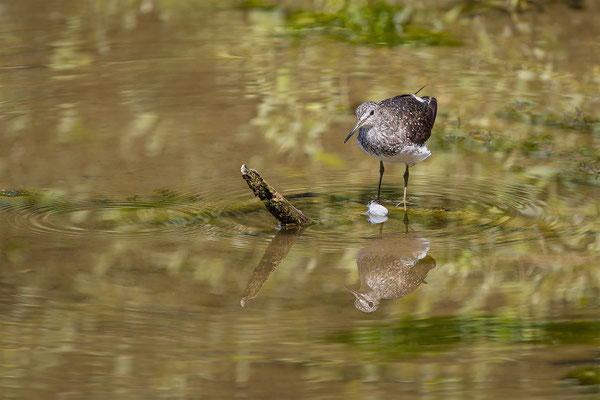 Waldwasserläufer, momente-der-schoepfung.ch