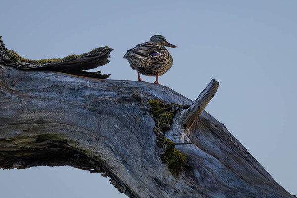 Stockente, momente-der-schoepfung.ch