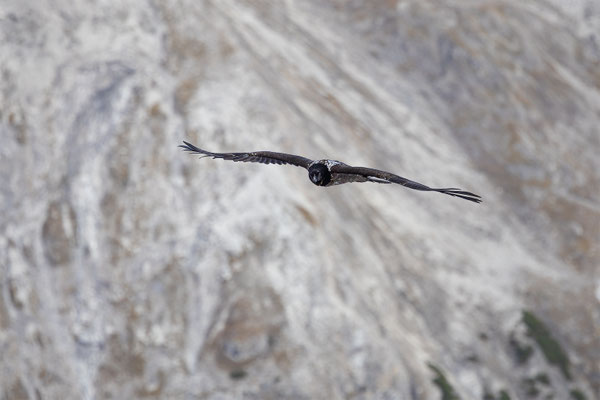 Bartgeier, momente-der-schoepfung.ch