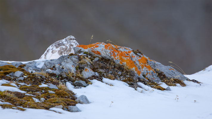 Alpenscheehuhn, momente-der-schoepfung.ch