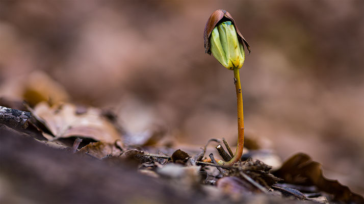 Buchensprössling, momente-der-schoepfung.ch