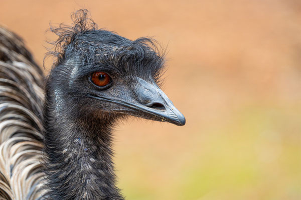 Gross Emu, Zürcher Zoo, momente-der-schoepfung.ch