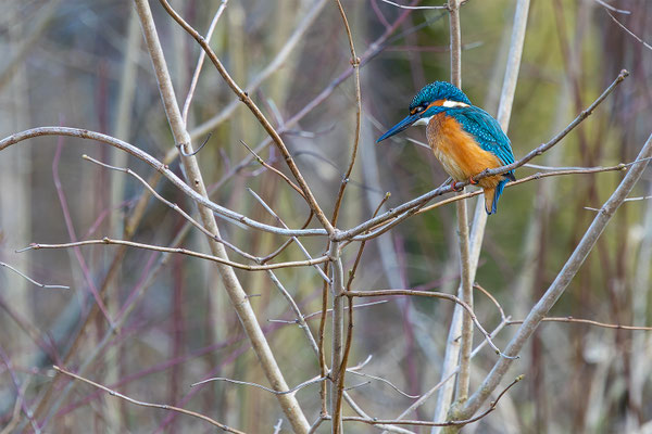Eisvogel, momente-der-schoepfung.ch