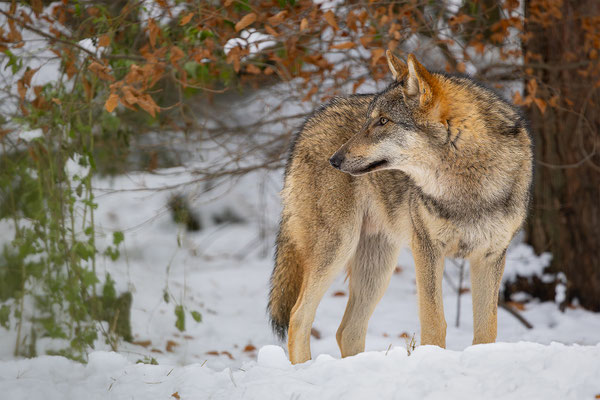 Wolf, momente-der-schoepfung.ch