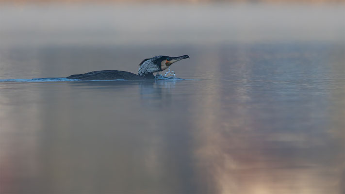 Kormoran, momente-der-schoepfung.ch