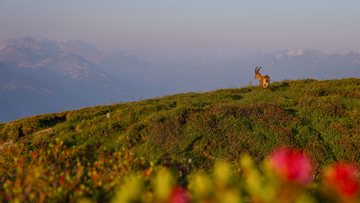 Alpensteinbock, momente-der-schoepfung.ch