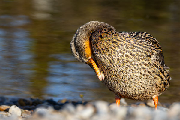 Stockente, momente-der-schoepfung.ch
