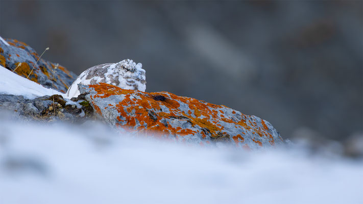Alpenscheehuhn, momente-der-schoepfung.ch
