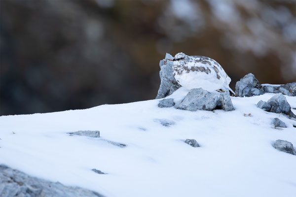 Alpenscheehuhn, momente-der-schoepfung.ch