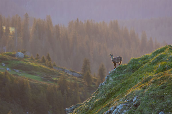 Alpensteinbock, momente-der-schoepfung.ch