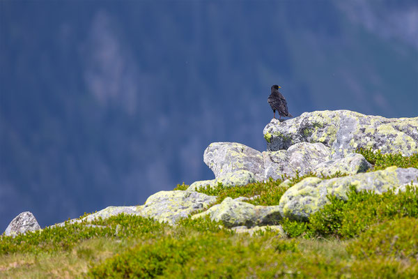 Alpendohle, momente-der-schoepfung.ch
