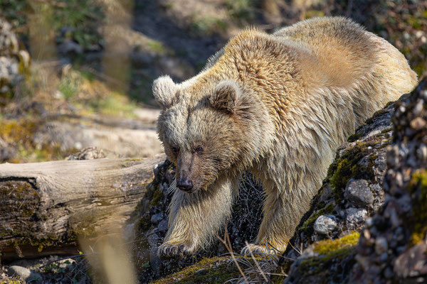 Syrischer Braunbär Tierpakt Arth Goldau, momente-der-schoepfung.ch