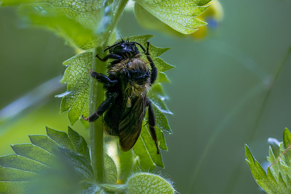 Hummel, momente-der-schoepfung.ch