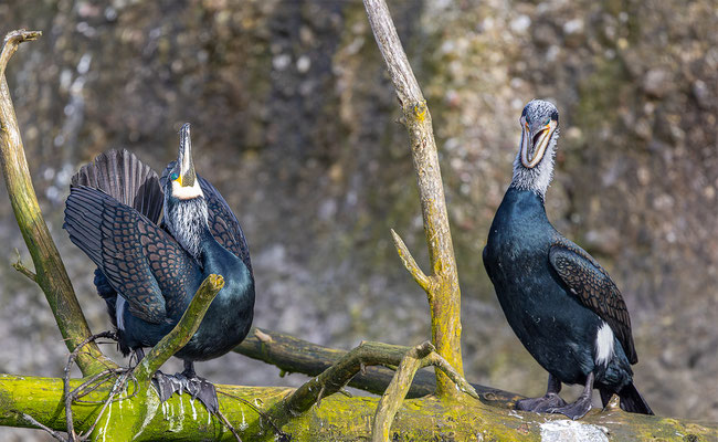 Kormoran, Tierpakt Arth Goldau, momente-der-schoepfung.ch